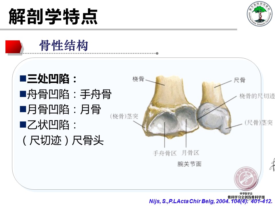 桡骨远端骨折的解剖及手术入路