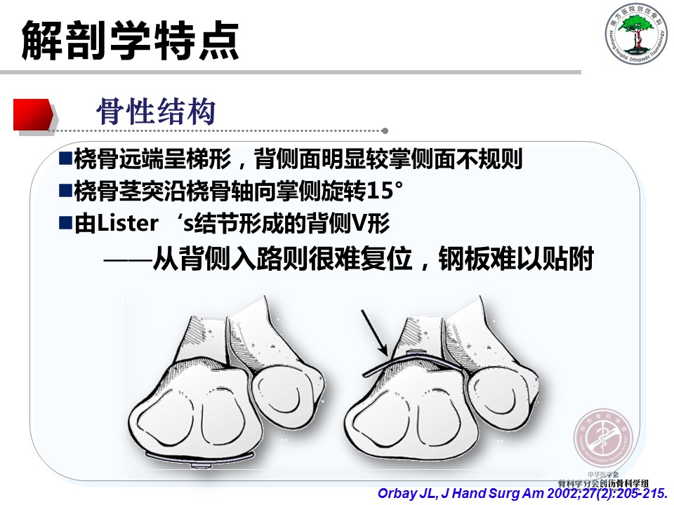 桡骨远端骨折的解剖及手术入路