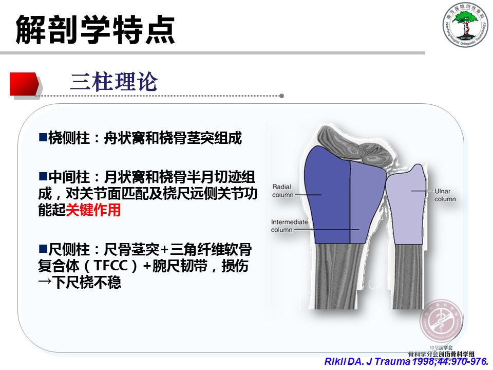 桡骨远端骨折的解剖及手术入路