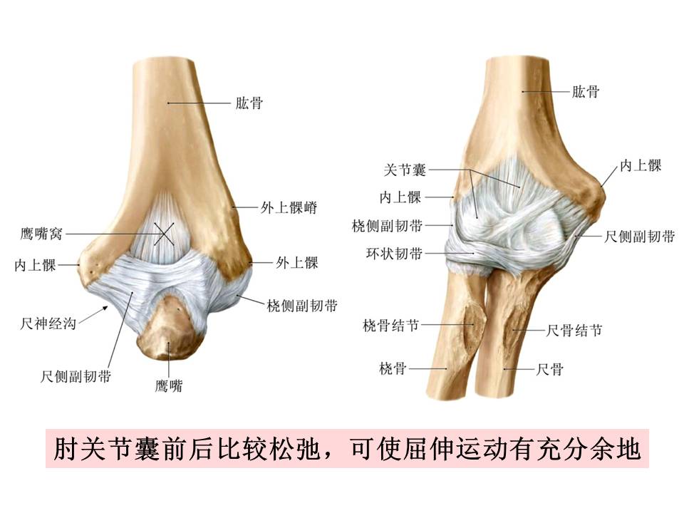 肱骨远端骨折分型与内固定