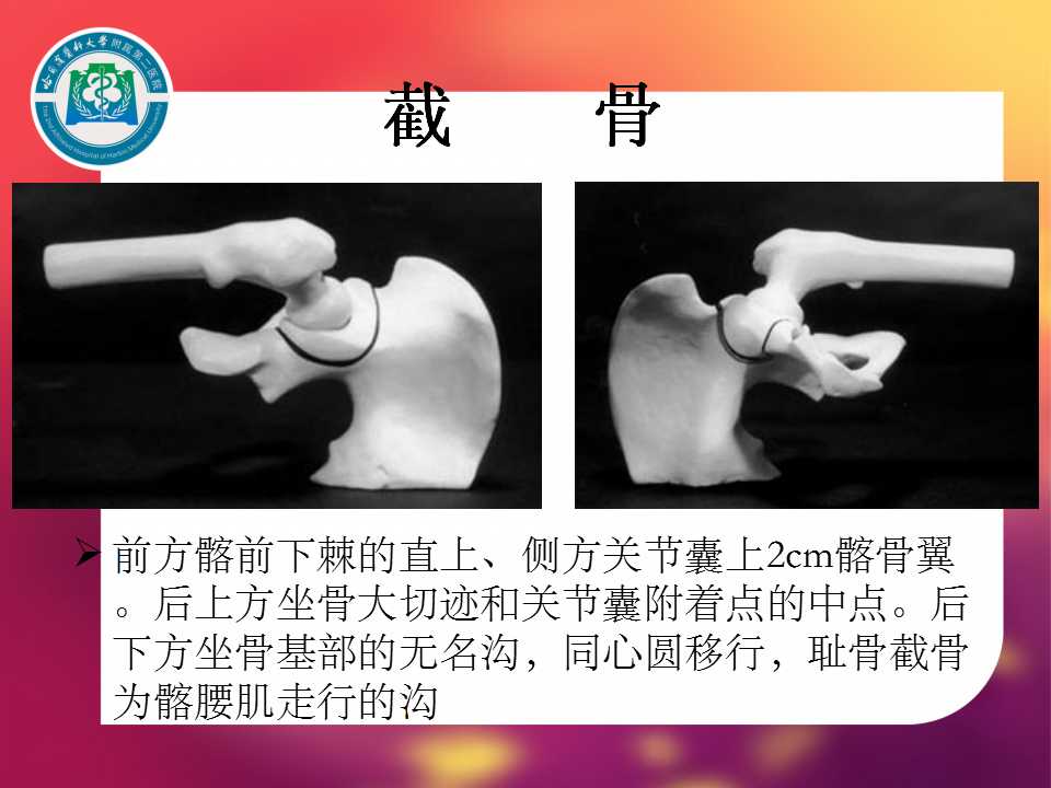 髋臼旋转截骨:手术技术与初步结果