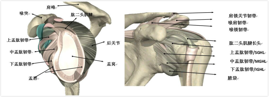 肩袖损伤基础篇认识比治疗更重要骨医小灶第二十五期上
