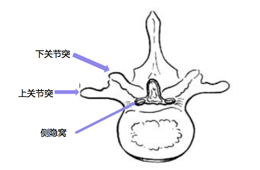 退变性腰椎管狭窄症:历史与解剖-骨医小灶第二十六期