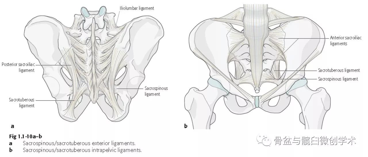 骶结节韧带(sacrotuberous ligament):连接骶骨侧缘及坐骨结节,限制