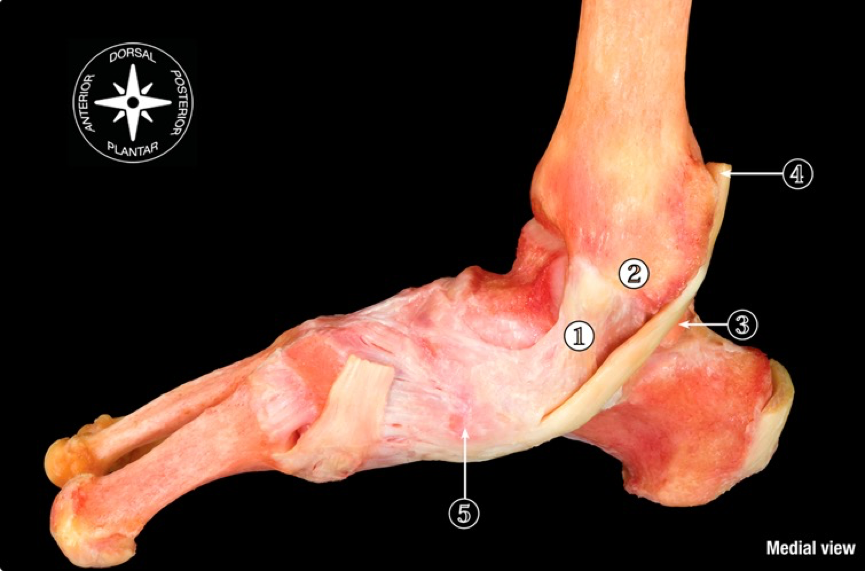 踝关节三角韧带的解剖功能和损伤治疗