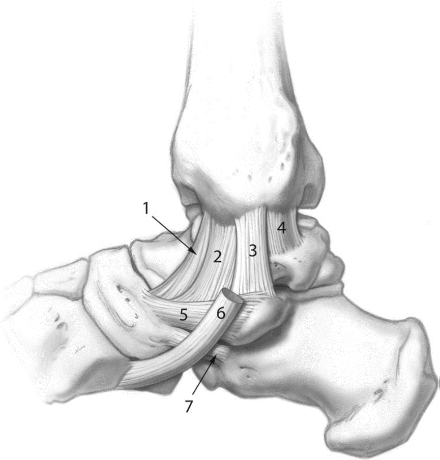 踝关节三角韧带的解剖,功能和损伤治疗