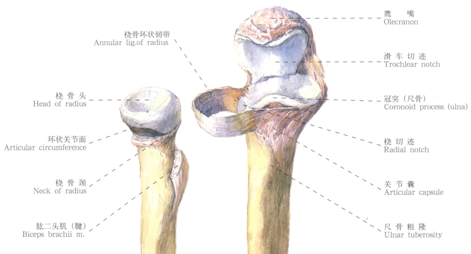 肘关节恐怖三联征真的恐怖吗