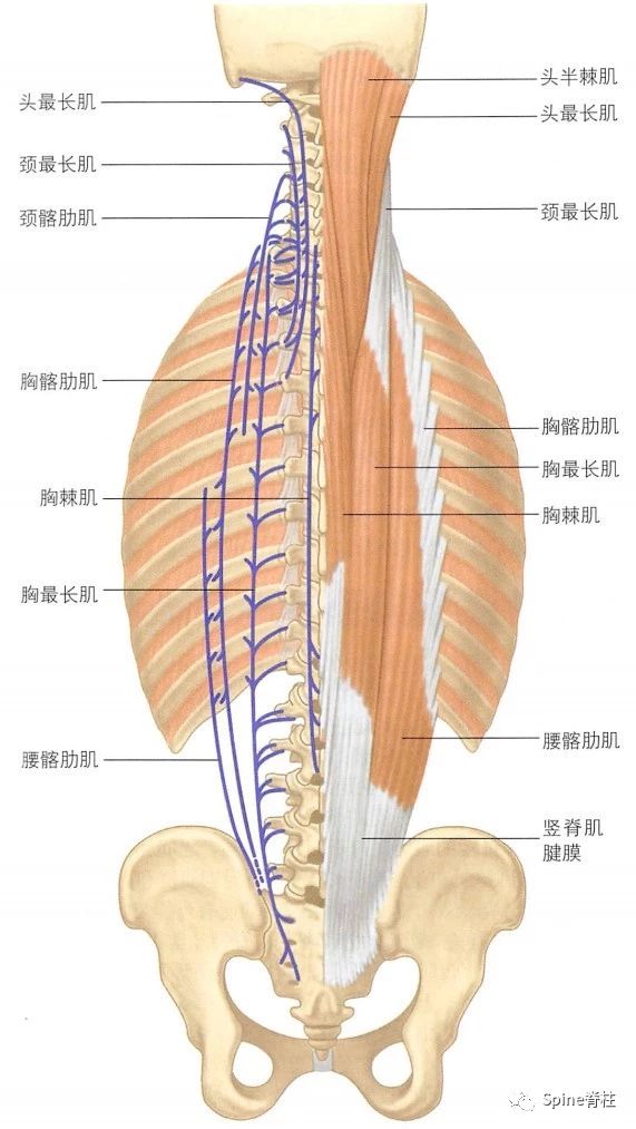 腰椎椎旁肌群