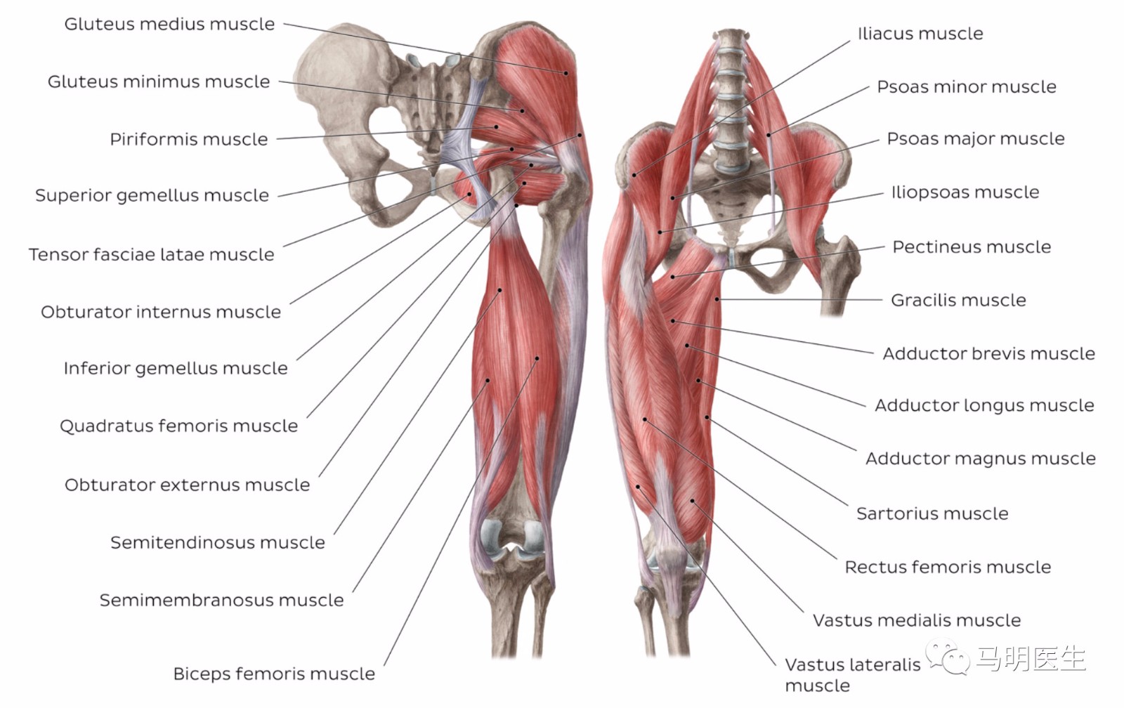 髋部肌肉(hip muscles)-双语学习