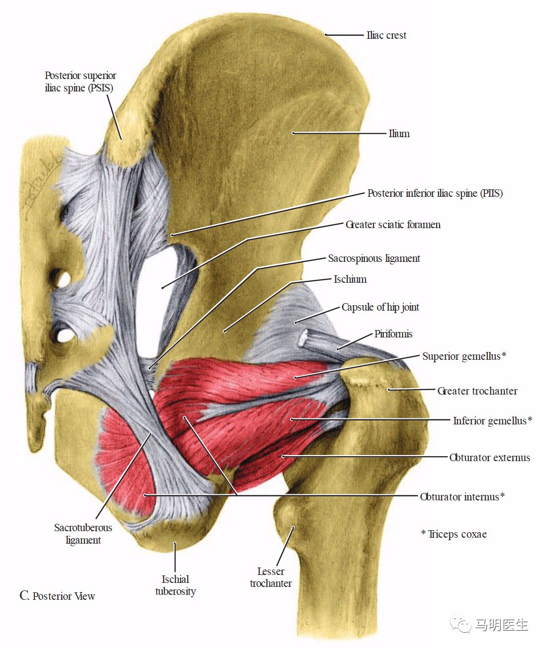 髋部肌肉(hip muscles)-双语学习