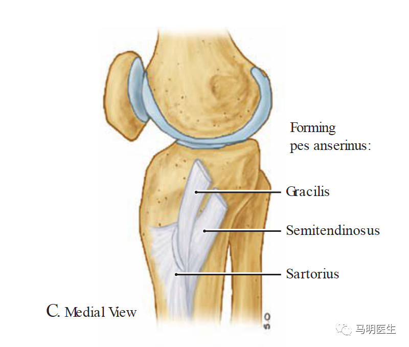 medial thigh muscles 大腿内侧肌群