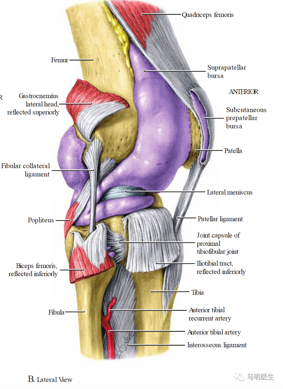 在膝关节外侧和内侧的肌腱和韧带下方都有滑囊.