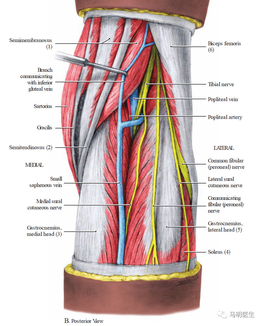 the iliotibial bandis a broad tendinous extension of th