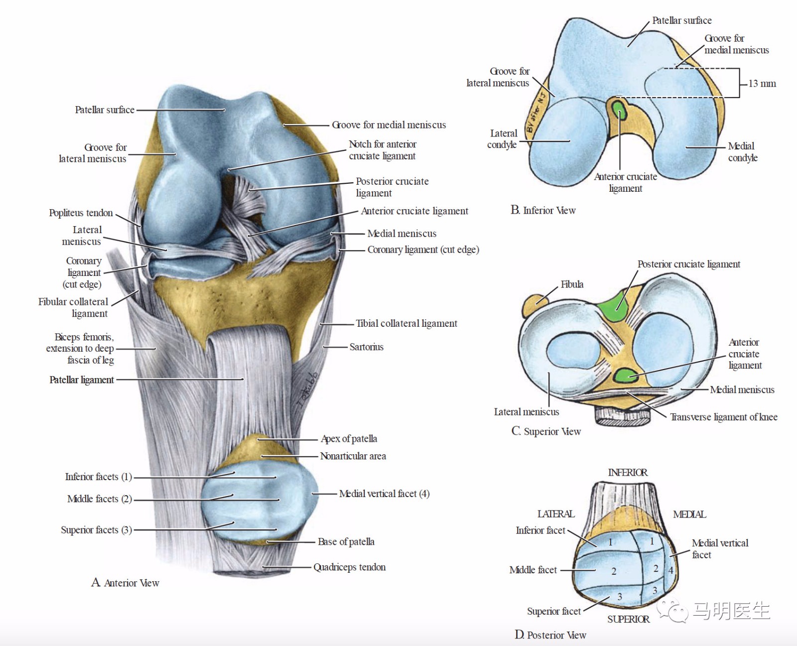 膝的结构韧带ligamentsintheknee双语学习