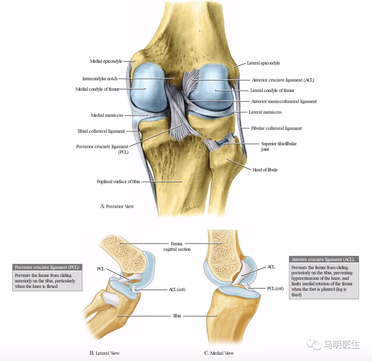 膝的结构韧带ligamentsintheknee双语学习