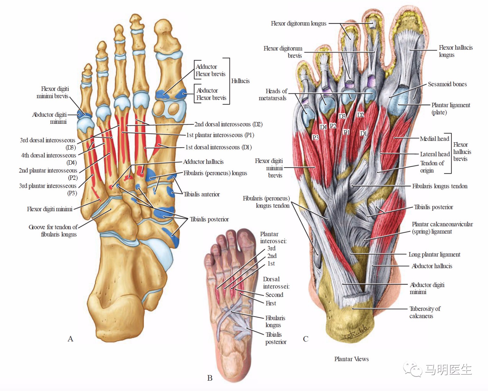 足的应用解剖2(applied surgical anatomy of the foot)-双语学习