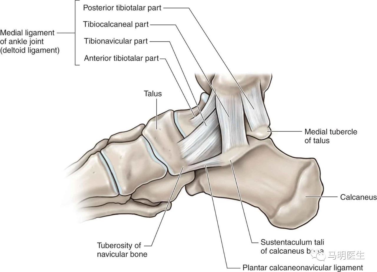 三角韧带重建术deltoidligamentreconstruction双语学习