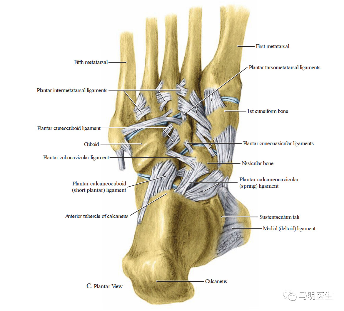 弹簧韧带修复术springligamentrepair双语学习