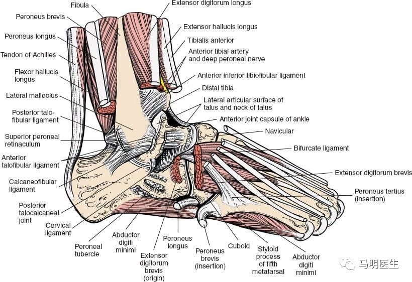 足踝手术入路应用解剖(applied surgical anatomy of the ankle)-双语