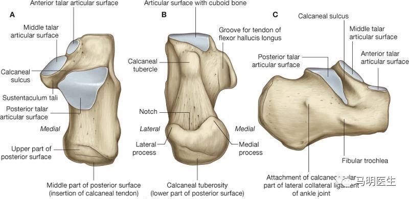 跟骨解剖(calcaneus anatomy and attachments)-双语学习