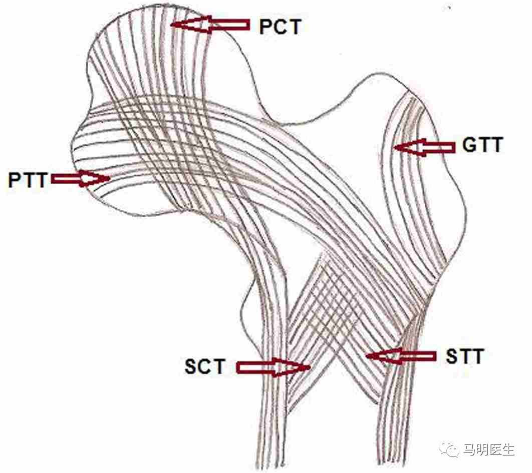 髋关节股骨近端骨小梁形态trabecularpatternofproximalfemur双语学习