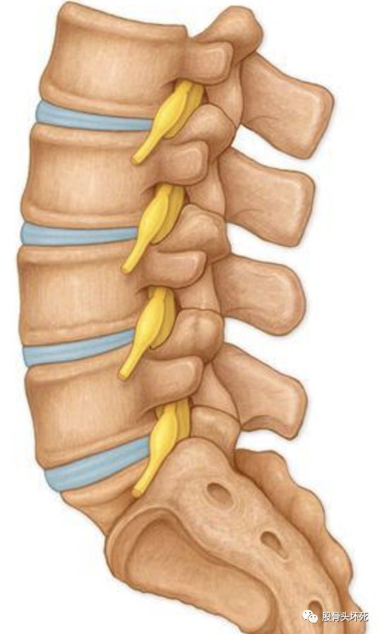 1 腰椎滑脱腰椎滑脱是由于多种原因造成相邻椎体骨性连接异常而发生的