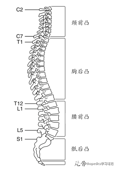 脊柱的基本解剖一