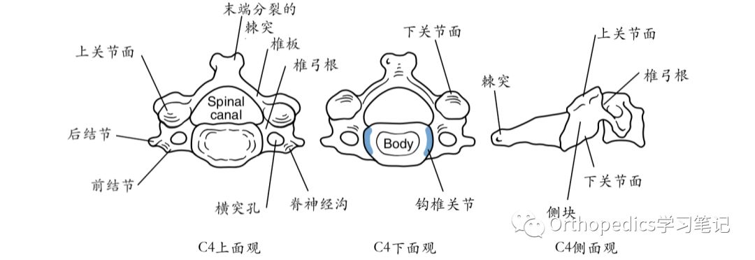 椎管呈三角形,在c2水平横截面积最大.