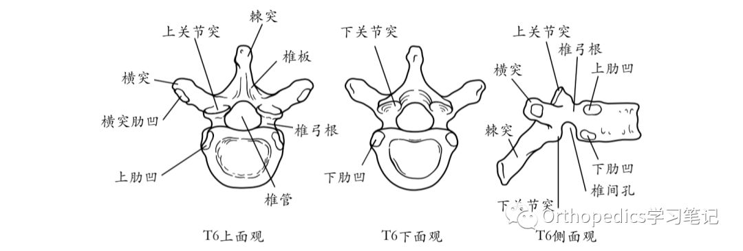 脊柱的基本解剖一