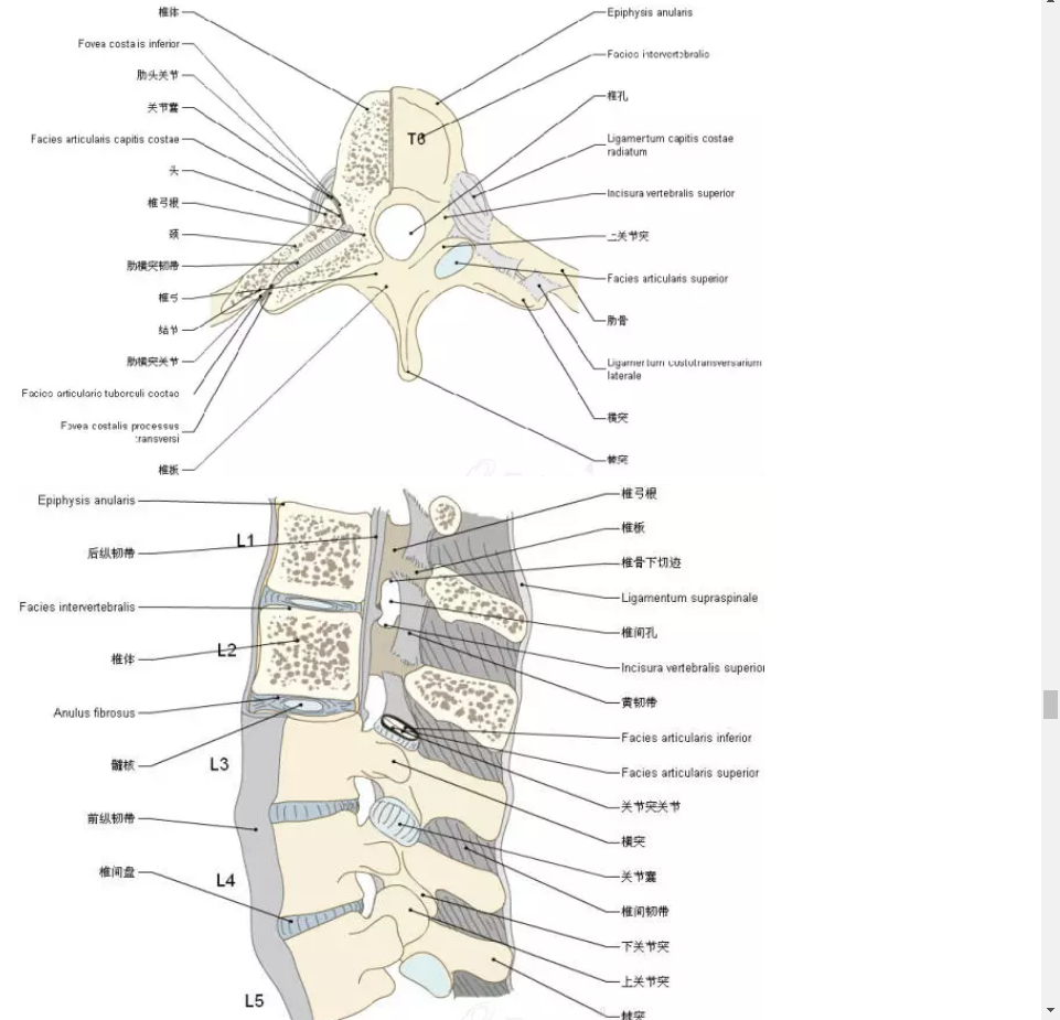 收藏丨脊椎与背部3d解剖图解