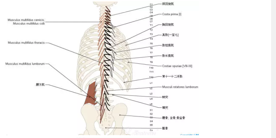 收藏丨脊椎与背部3d解剖图解