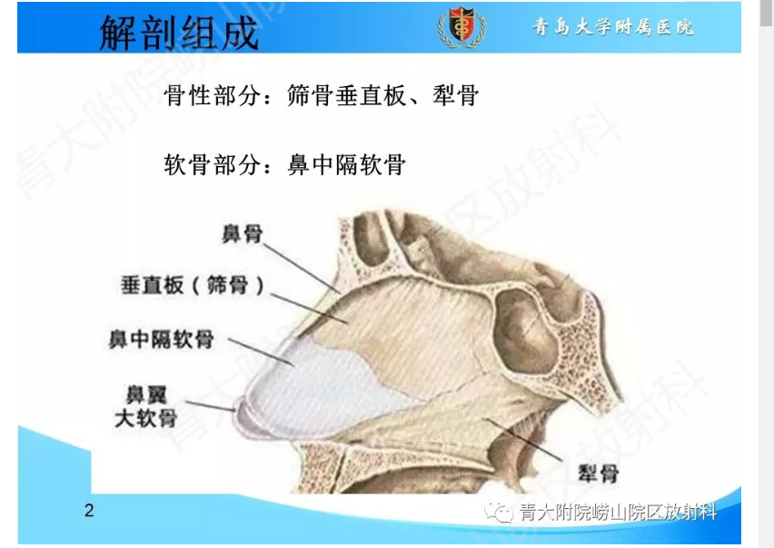 鼻中隔解剖及发育变异