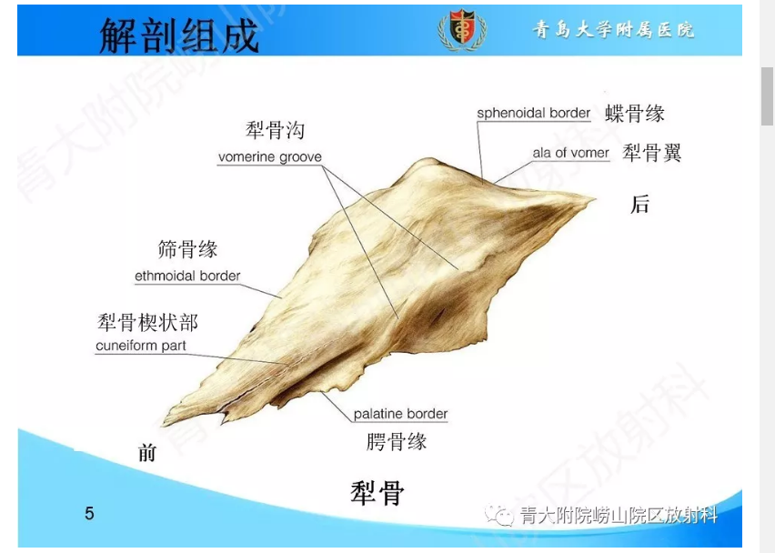 鼻中隔解剖及发育变异