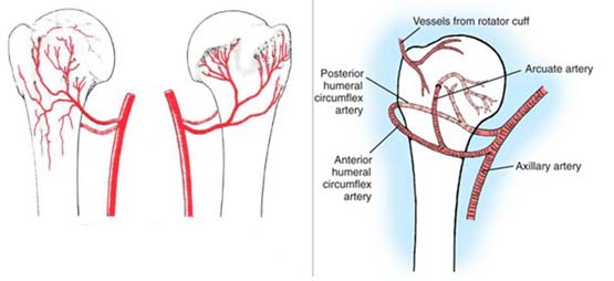 肱骨头的血液循环:其主要的血液供应来自弧形的旋肱前动脉,它从肱骨头
