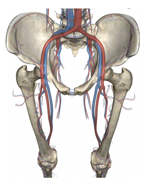 图1:骨盆内与骨盆外血管解剖及其与股骨的关系