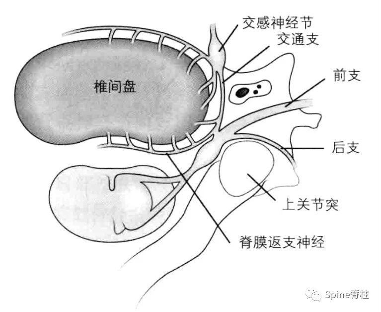 椎間盤的外周部分,即纖維環的外側1/3,由含有軀體傳入纖維的神經纖維