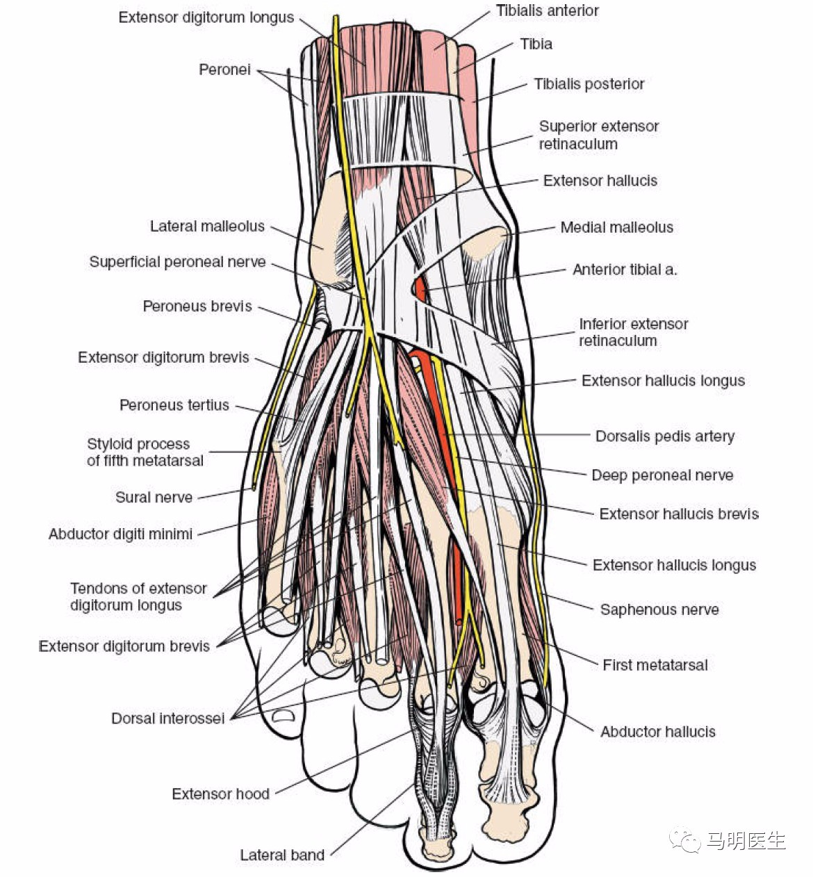 脚部肌腱分布图图片