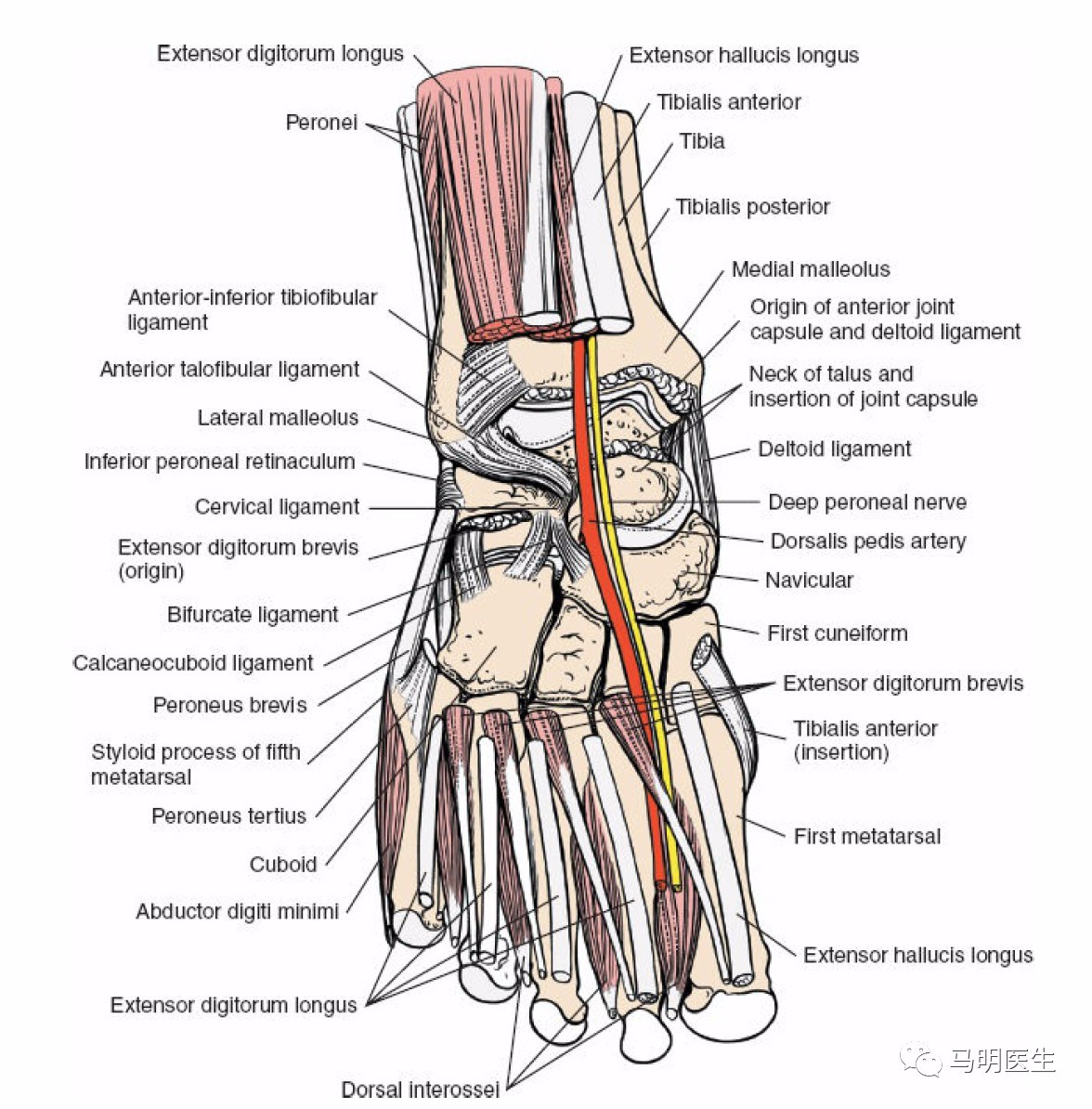 足趾长伸肌腱解剖图图片