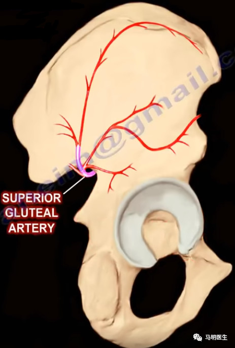 髋臼解剖anatomyoftheacetabulum双语学习