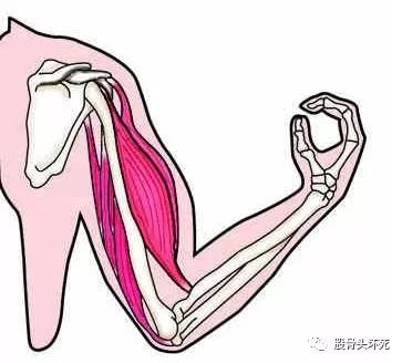 还敢秀你的肱二头肌吗