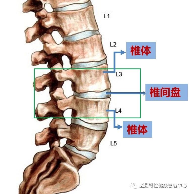 腰椎体解剖结构图解图片