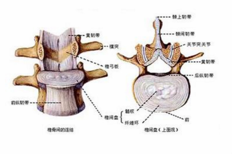 椎体终板解剖图片图片